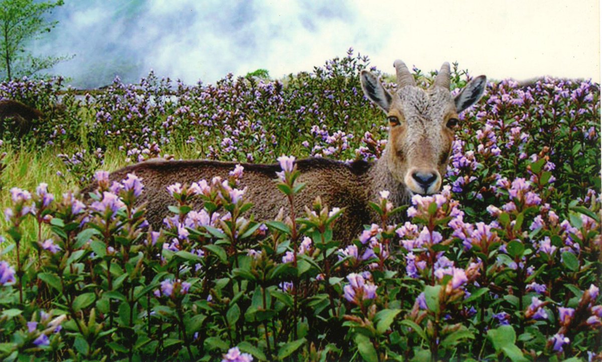 5NT & 6DYS GEMS OF KERALA 