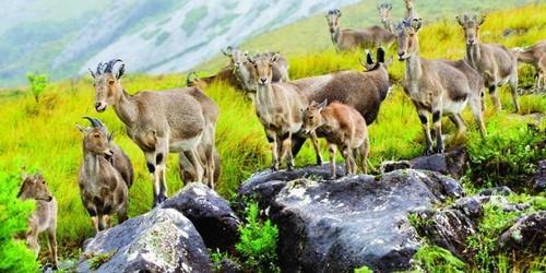 3NT & 4DYS EXOTIC KERALA PKG