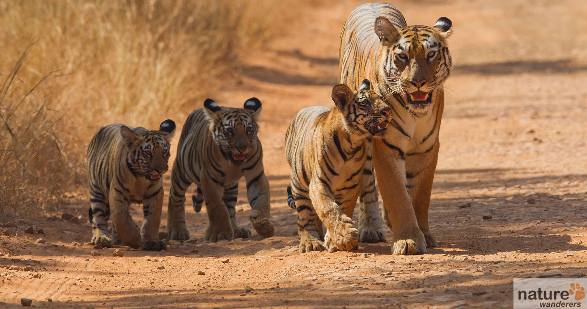 EXPERIENCE WILD AT  TADOBA NATIONAL PARK 