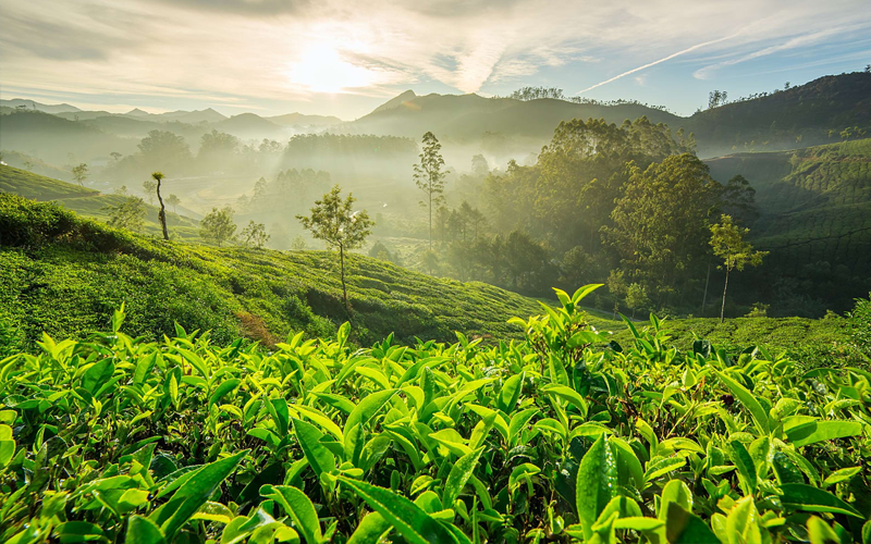 6NT & 7DYS ROMANTIC KERALA PKG