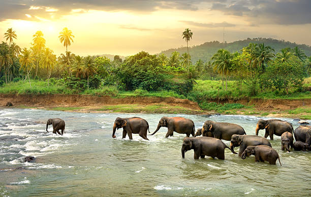 CHARMING SRI LANKA