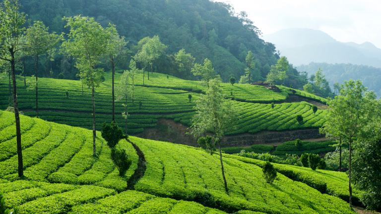 3NT & 4DYS HEAVENLY KERALA PKG